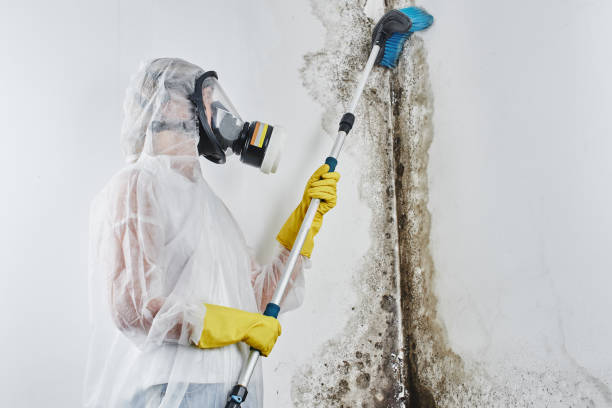 Best Emergency Mold Removal  in West Orange, TX