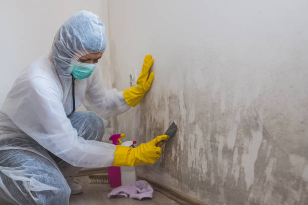 Best Mold Remediation  in West Orange, TX