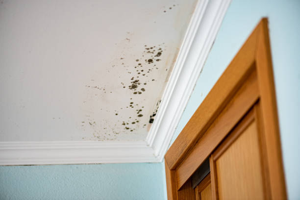 Best Certified Mold Removal  in West Orange, TX