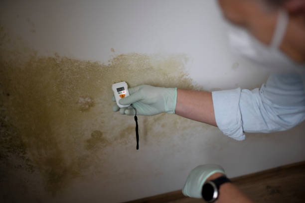 Best Local Mold Removal Service  in West Orange, TX