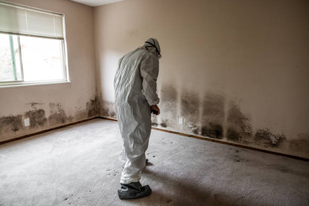 Best Residential Mold Removal  in West Orange, TX