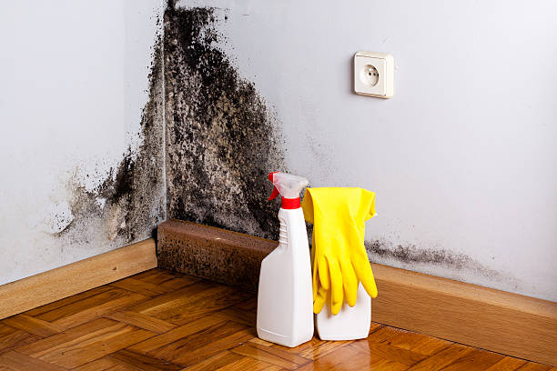 Best Professional Mold Removal  in West Orange, TX