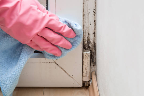 Office Mold Removal Services in West Orange, TX