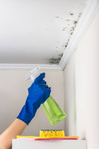 Best Mold Cleaning Services  in West Orange, TX